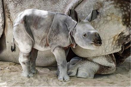 Nace en Miami primer rinoceronte indio por inseminación