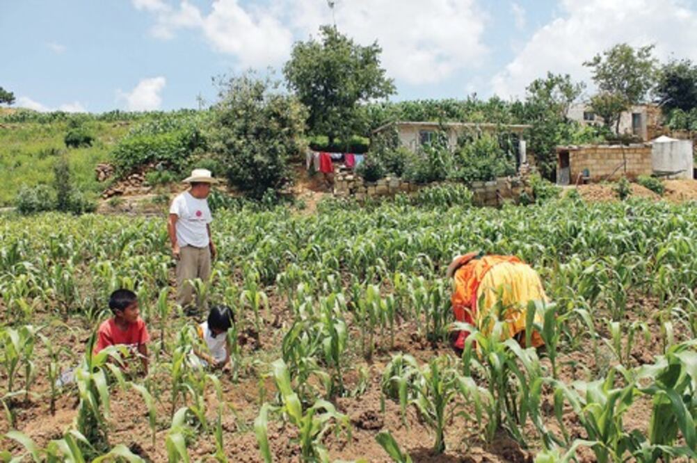 Disminuyó 40% precios de granos 