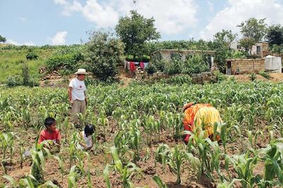 Disminuyó 40% precios de granos