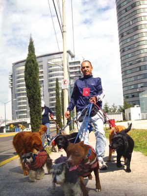 Municipio de Querétaro plantea crear registro de paseadores de perros, iniciativa avalada por la Unidad de Control Animal