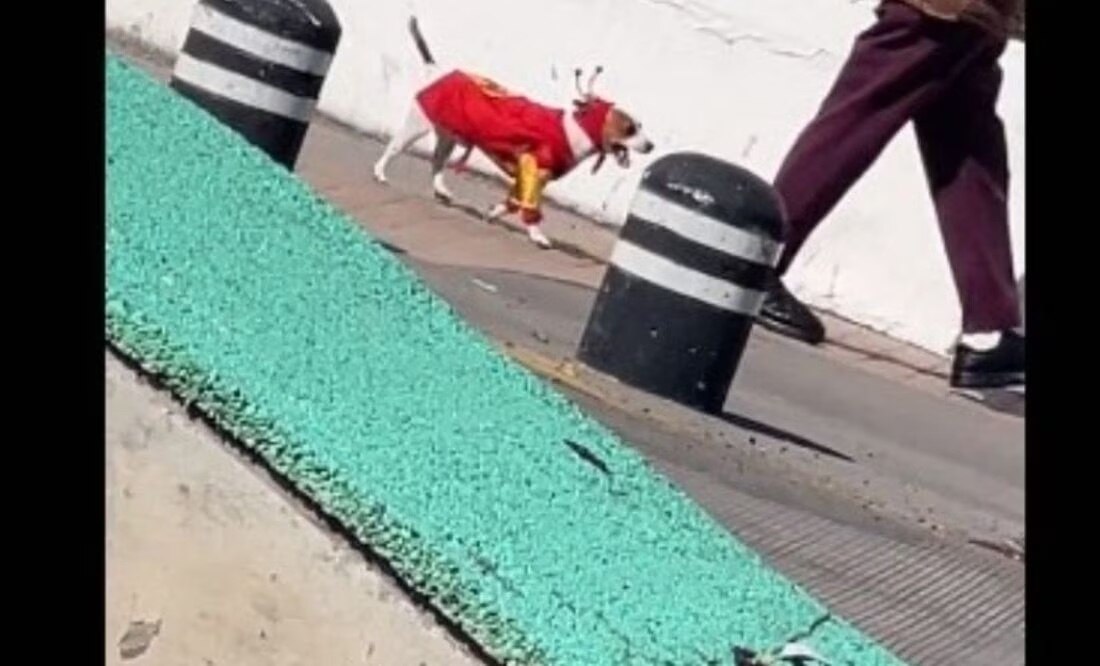 Perrito disfrazado | Fuente: X @showmundialshow