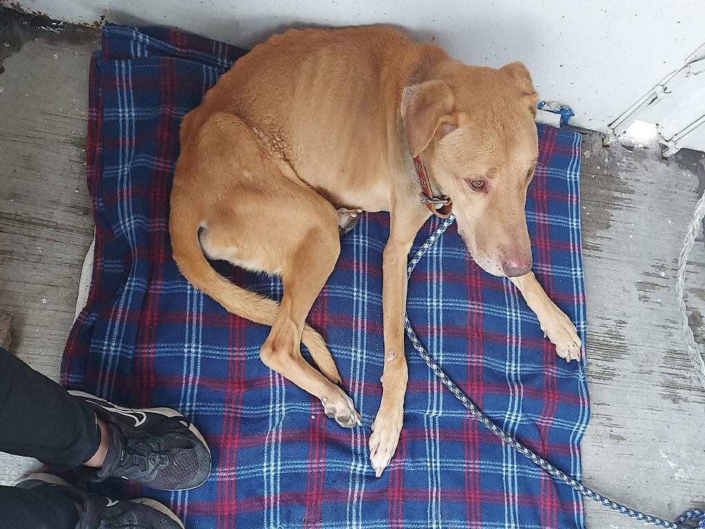 “El Güero”, un perrito mestizo busca familia en Querétaro