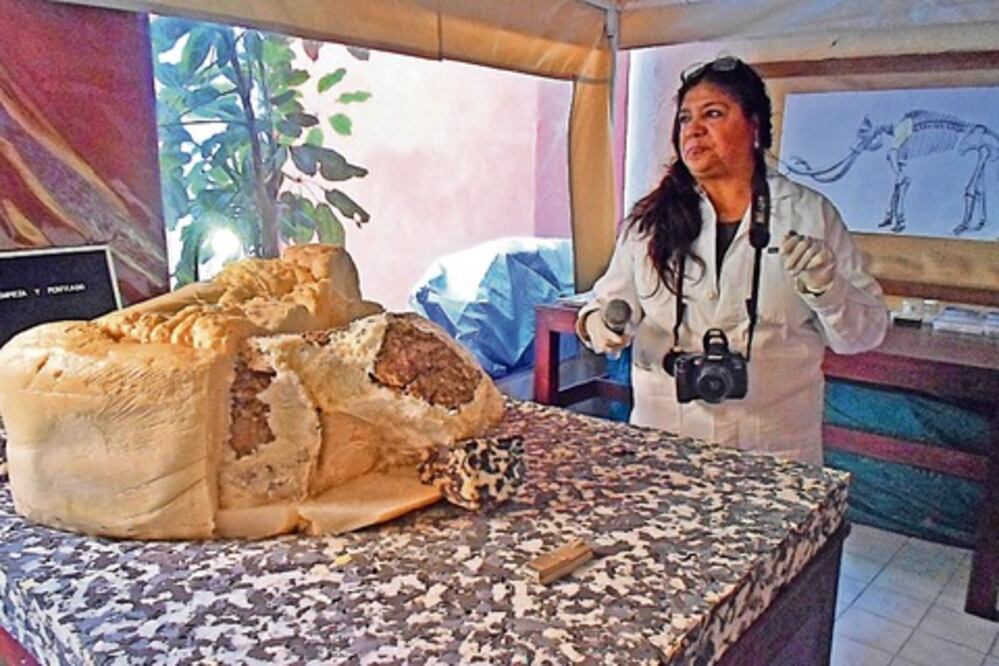 Exhiben restauración de fósiles de mamut