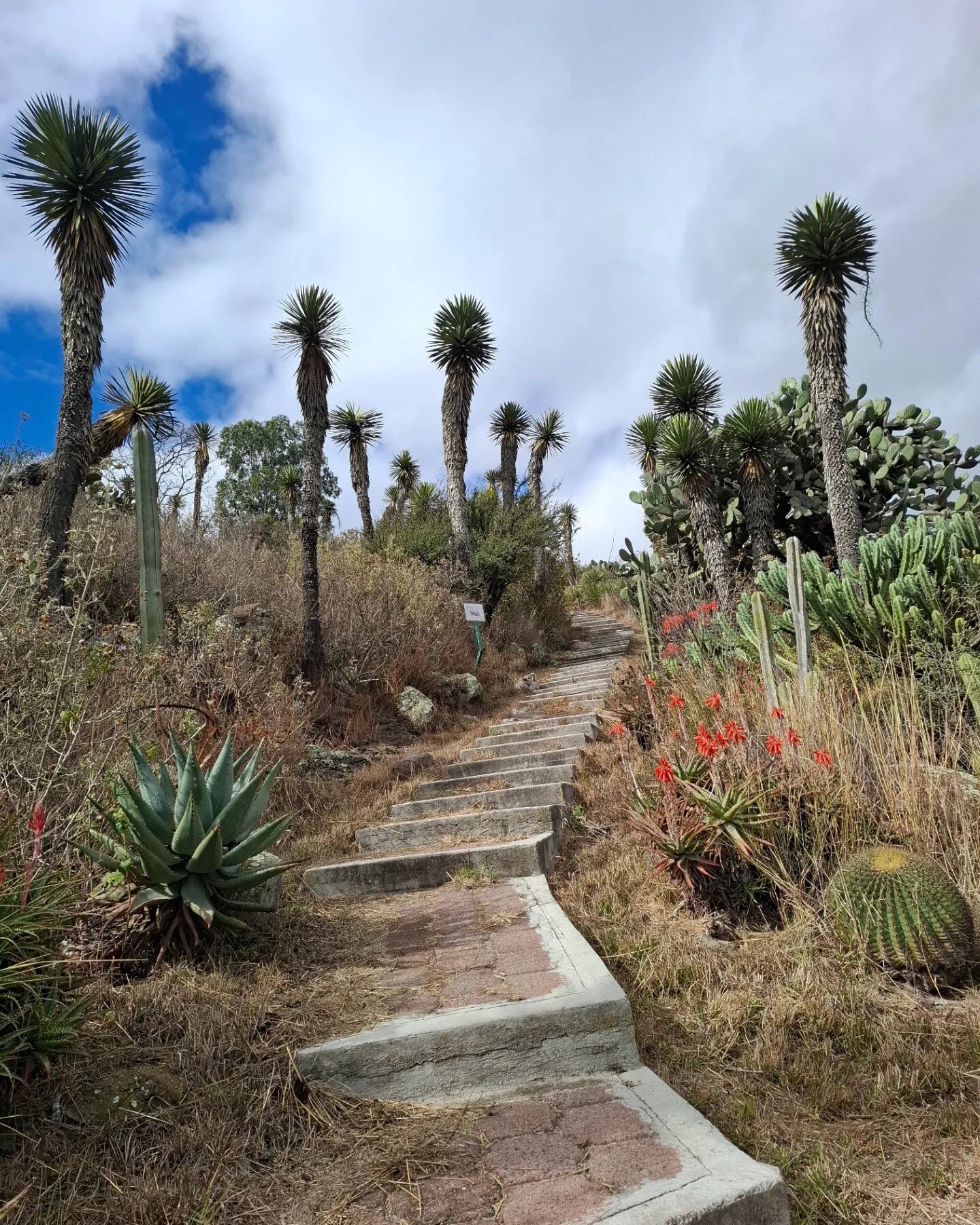 Vegetación en el Parque Nacional El Cimatario. Foto: FB, Alondra Resendiz