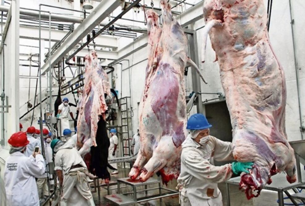 Planean disuadir entre ganaderos uso de clembuterol