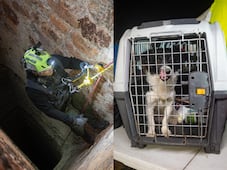 IMPA El Marqués rescata a perrito que cayó a un pozo de difícil acceso