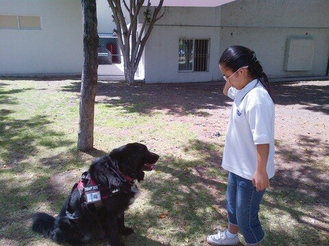 Atienden a niños y adultos con canes