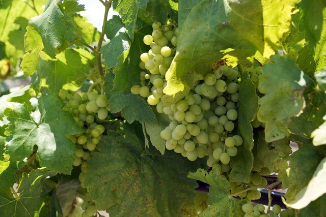 ¡Listas las uvas!