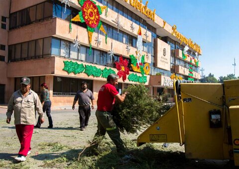 Multarán a quienes tiren árboles en calles