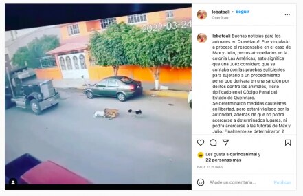 Vinculan a proceso al conductor que arrolló a dos lomitos en Querétaro 