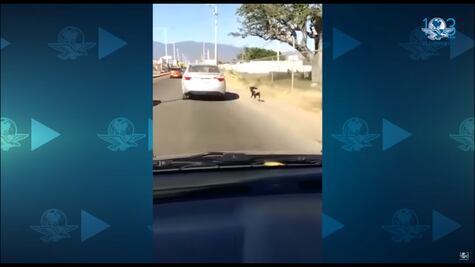 Denuncian caso de maltrato animal; arrastran a un perro desde un auto