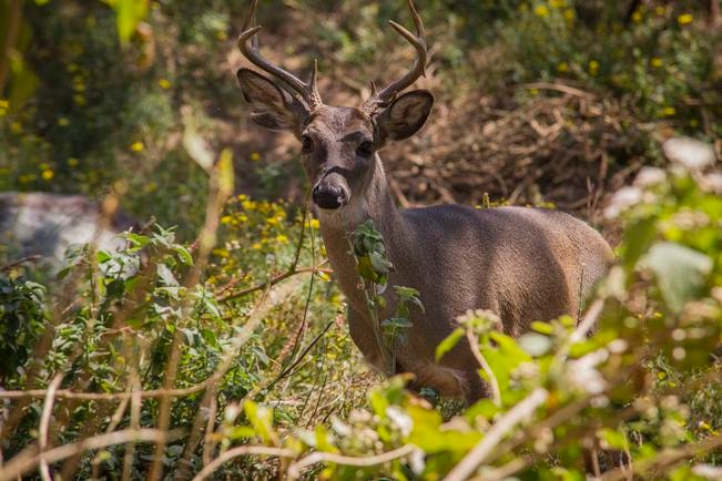 Conservación. Crían venado cola blanca, en Amealco