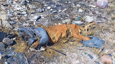 Hallan animal muerto junto a circo