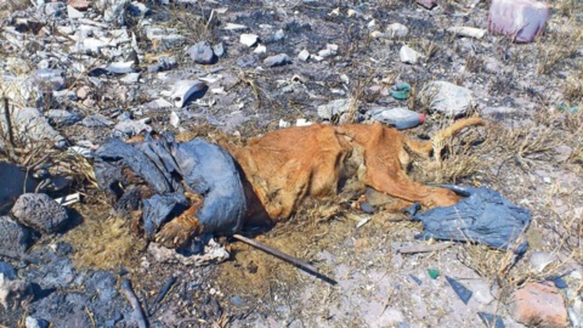 Hallan animal muerto junto a circo