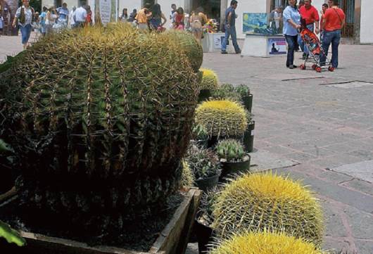 Prevén un mdp por festival de cactáceas