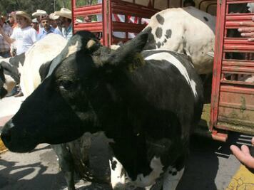 A punto de desaparecer establos 