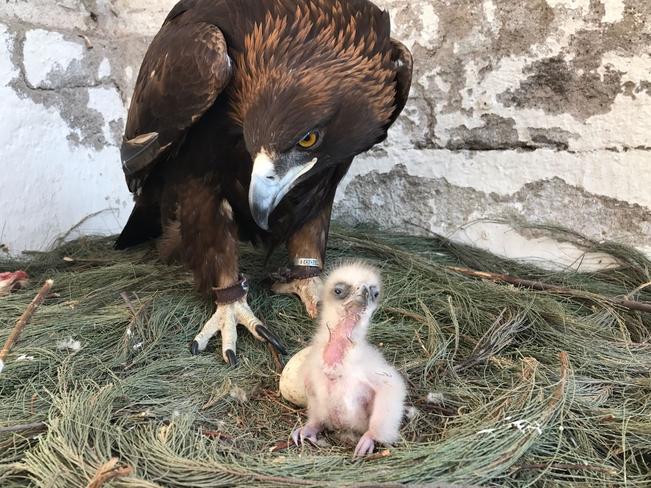 Nace el primer ejemplar de águila real por inseminación