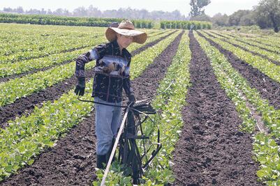 Busca SHCP asegurar a más agropecuarios