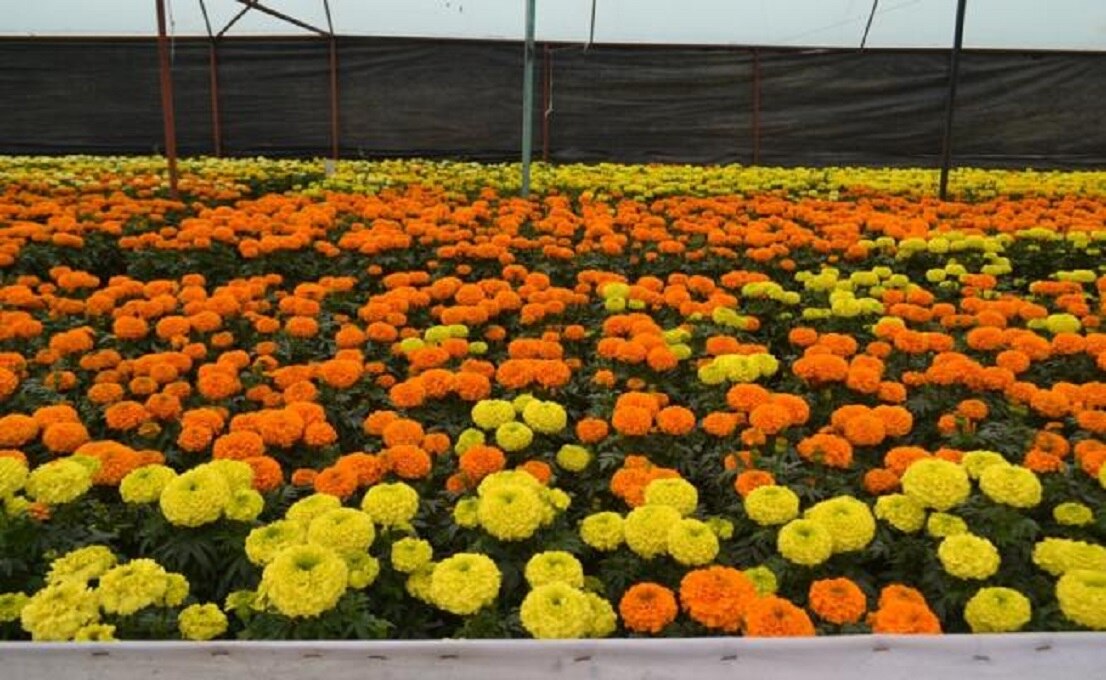 China es el principal productor de cempasúchil para uso industrial
