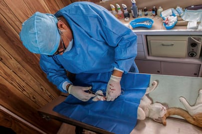 Alertan sobre venta de fármacos de mascotas