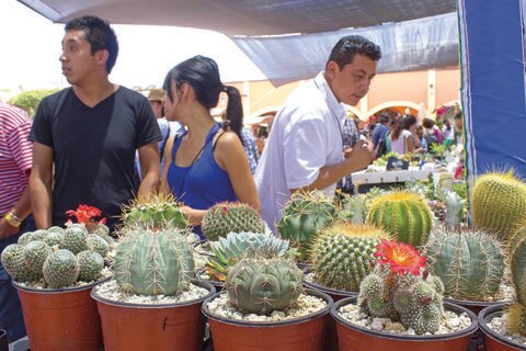 Promueven cuidado de las cactáceas