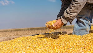 Prevén estabilización del precio del maíz