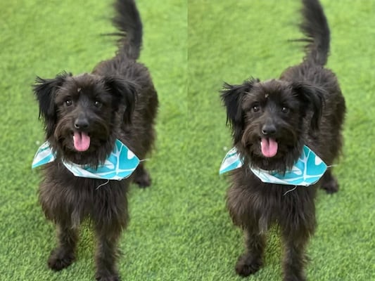 Buscan a Velvet, perrita extraviada en la colonia Azteca de Querétaro