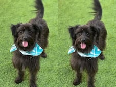 Buscan a Velvet, perrita extraviada en la colonia Azteca de Querétaro