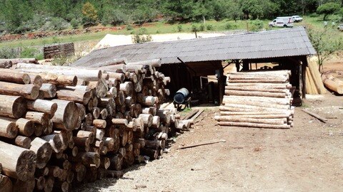 Tala acaba con 45% de bosque de SJR
