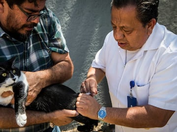 Campaña de vacunación antirrábica inicia este 14 de abril en Querétaro