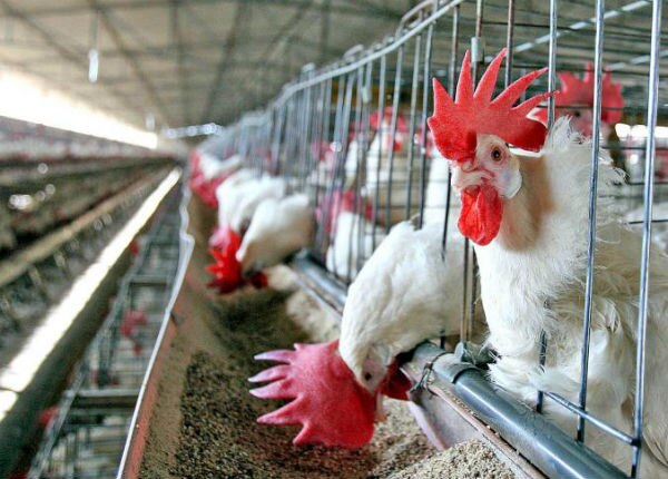 Analizan reubicación de granjas