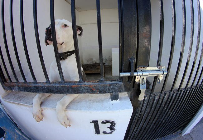 Centro de Atención Animal de El Marqués, está listo a un 90%