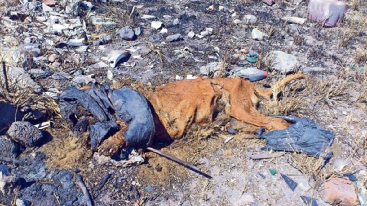 "León" muerto no dejó rastro