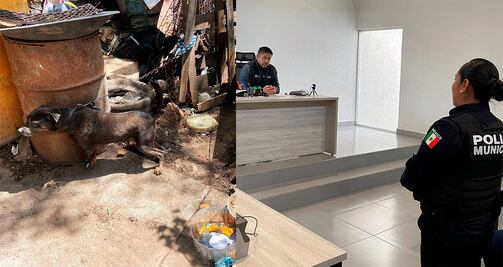 Multan con 25 mil pesos a dueño que no alimentaba ni bañaba a sus lomitos