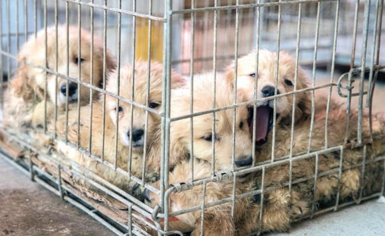 En orfandad aún, 38 perros de Iztapalapa