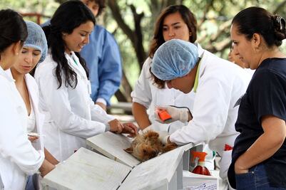 Anuncian esterilización de gatos y perros al 2 por 1