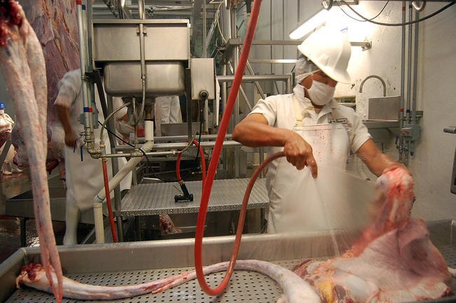 Rastro de Querétaro opera a 4% de capacidad