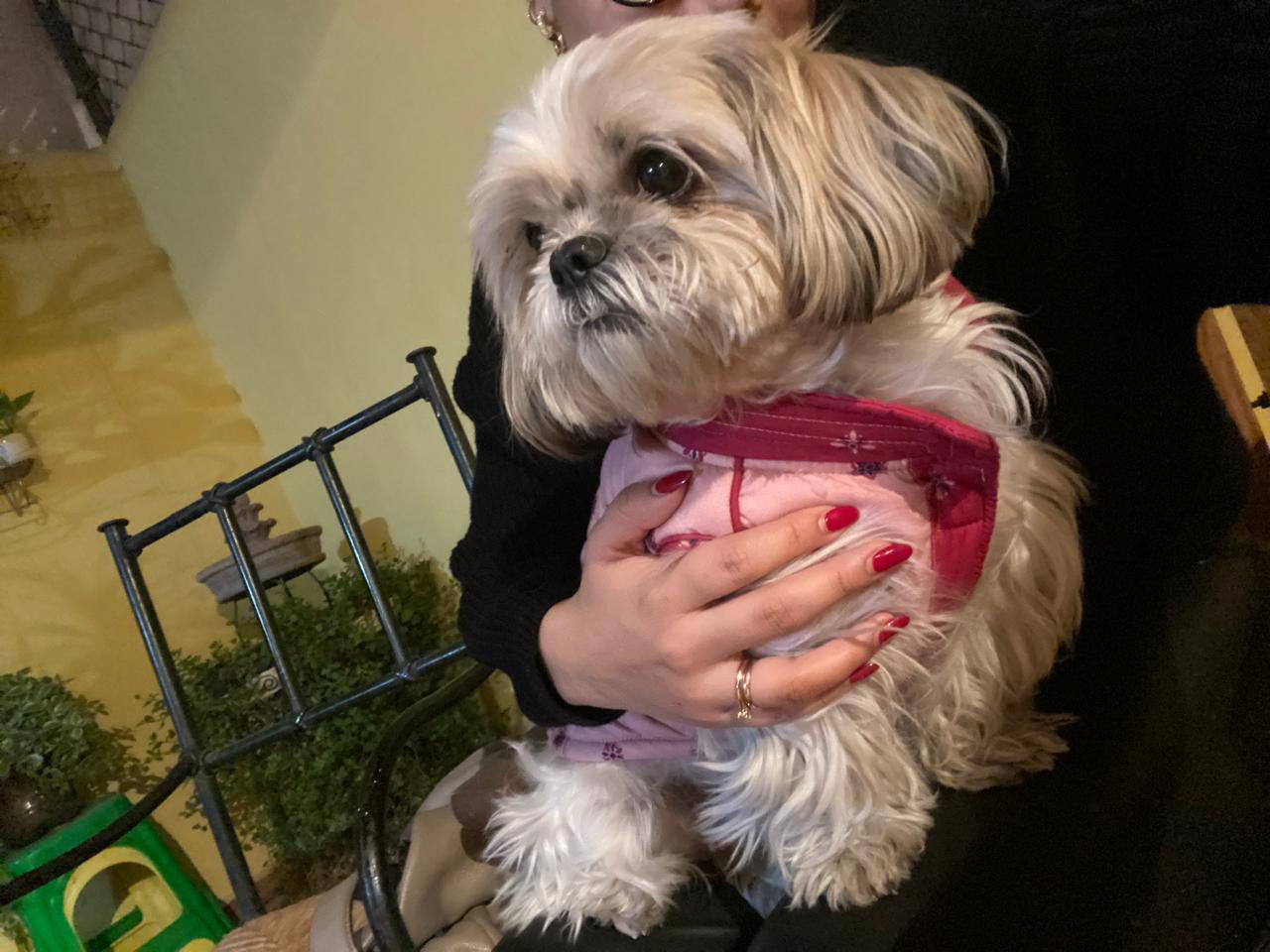 Buscan a la perrita Pili en Querétaro; requiere medicación para el corazón