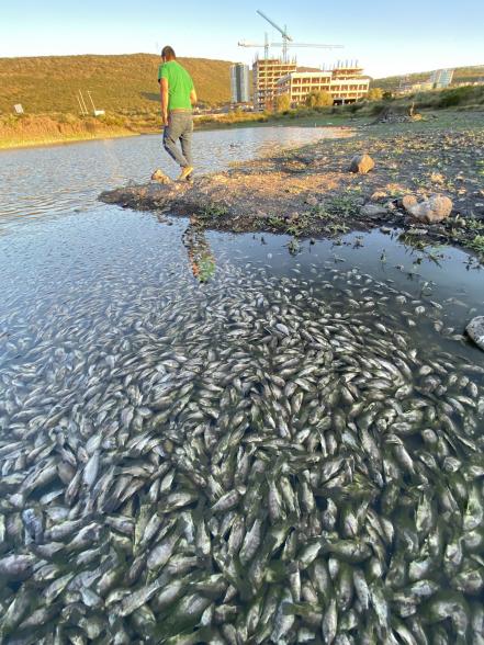 Conagua indaga muerte de peces en Querétaro 