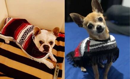 Lanzan los Guaguarongos, jorongos para mascotas