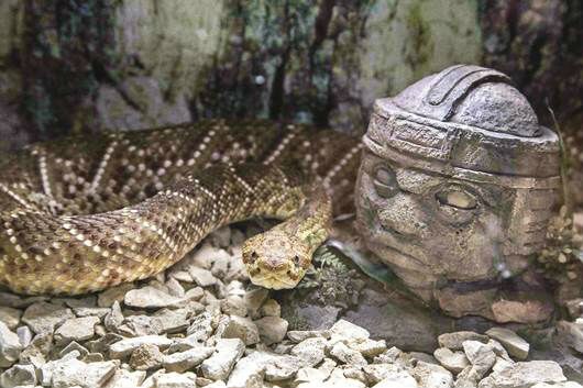 Arriba "Reptile World"