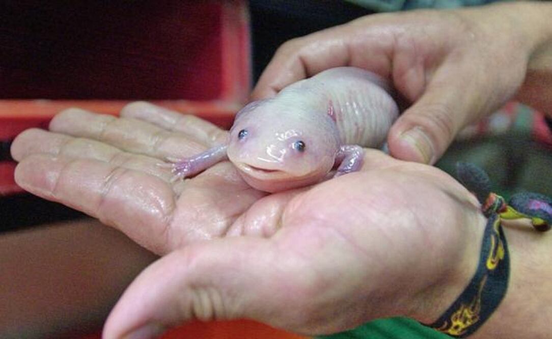 El ajolote tiene la capacidad de regenerar huesos, músculos y nervios de cualquier región de su cuerpo que haya sido amputada. (FOTO: Archivo/EL UNIVERSAL)