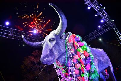 Lanzan el concurso Buey de Arte y Tradición