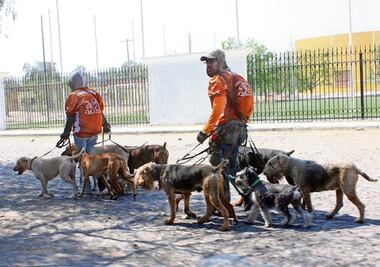 Capturan a 200 animales callejeros cada mes