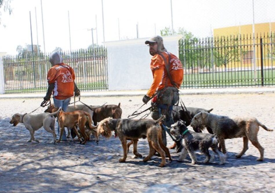 Capturan a 200 animales callejeros cada mes