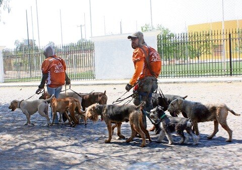 Capturan a 200 animales callejeros cada mes