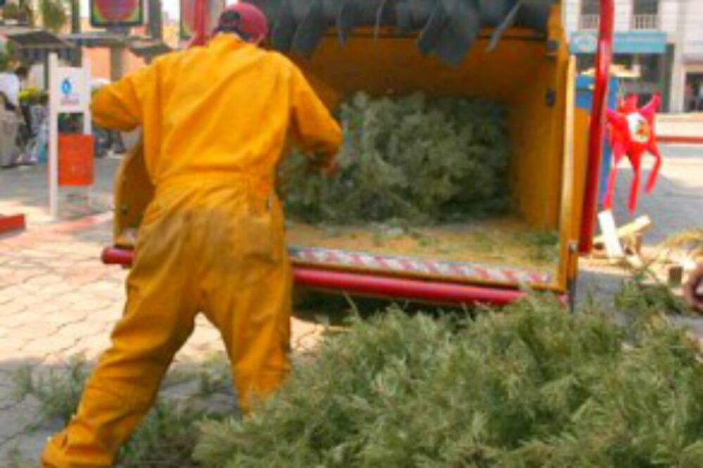 Recolectan árboles navideños