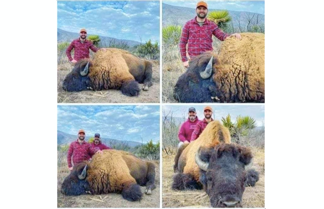 Indigna en redes imágenes de la caza de un bisonte americano en Coahuila
