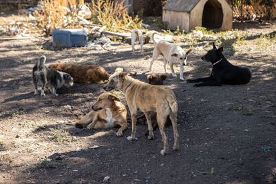 Qariño Animal, a construir albergue de lomitos en tiempo récord 