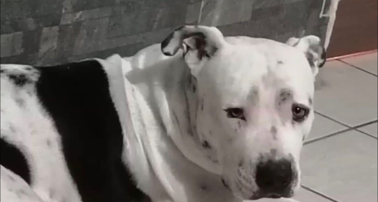 Foto: Facebook. Cariño Animal